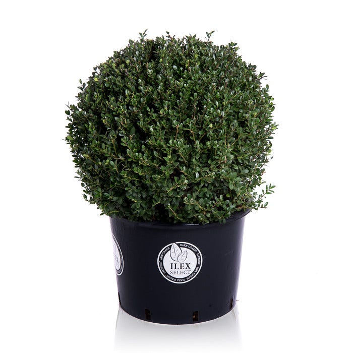  Japanse Hulst In Bolvorm (Ilex Crenata 'Dark Green')
