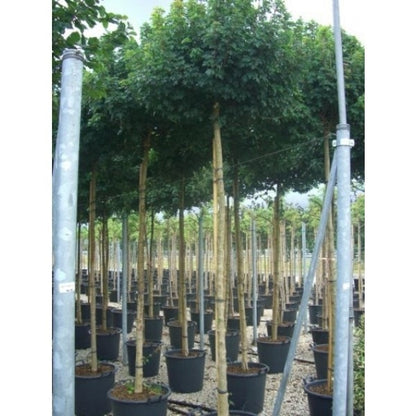  Esdoorn (Acer Campestre 'Elsrijk')