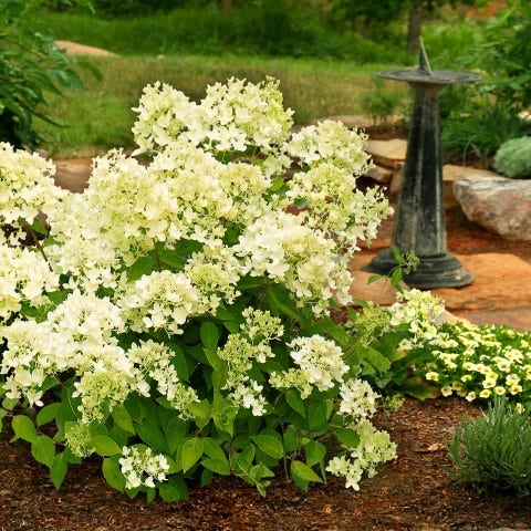  Pluimhortensia (Hydrangea Paniculata 'Bombshell')