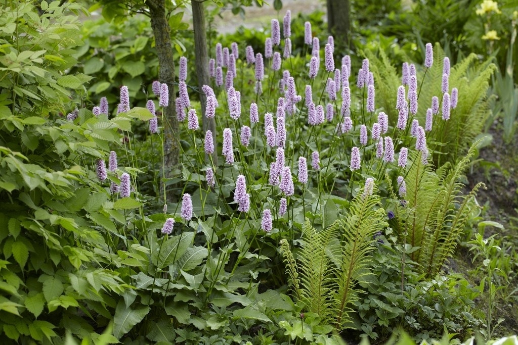  Borderpakket Schaduwtuin