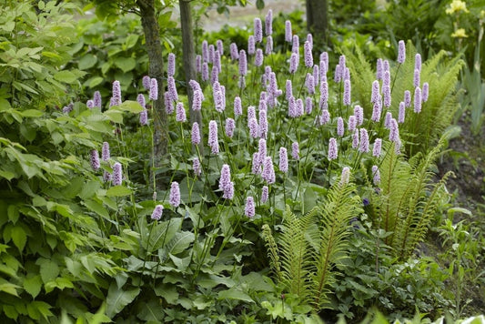  Borderpakket Schaduwtuin