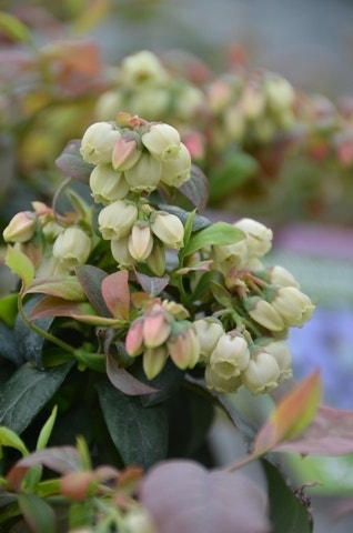  BerryBux Blauwe Bes (Vaccinium Angustifolium ’BerryBux')