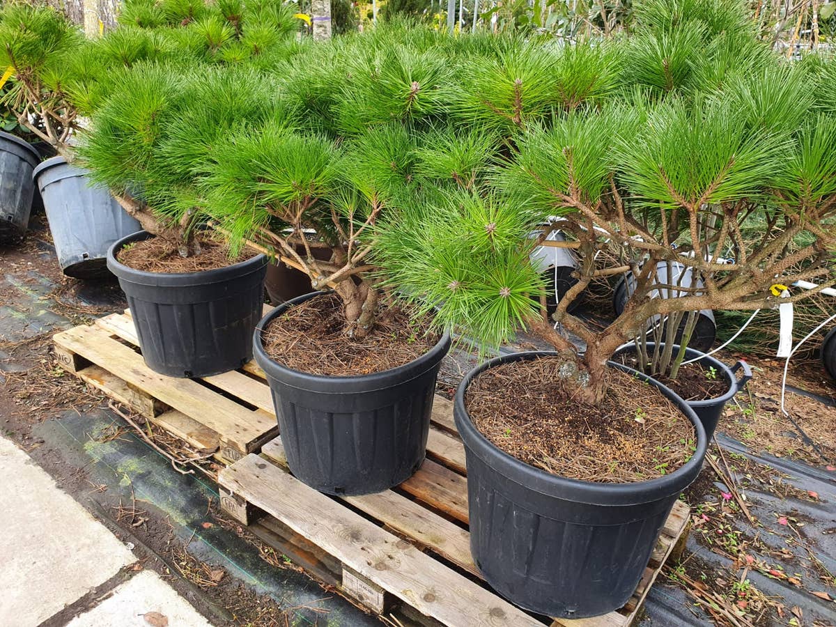  Meerstammige Japanse Pijnboom (Pinus Parviflora 'Brevifolia')