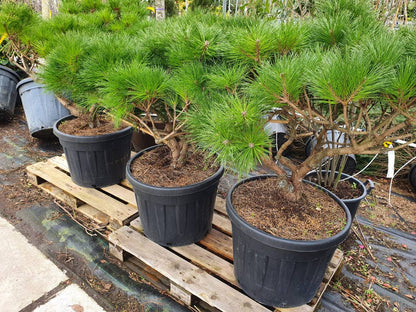  Meerstammige Japanse Pijnboom (Pinus Parviflora 'Brevifolia')