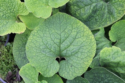  Kaukasische Vergeet-mij-niet (Brunnera Macrophylla 'Betty Bowring')