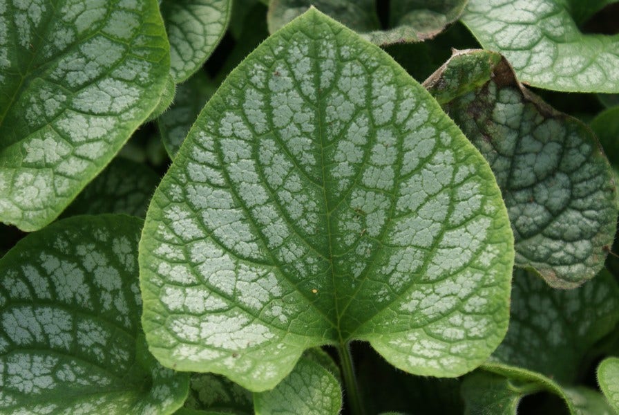  Kaukasische Vergeet-mij-niet (Brunnera Macrophylla 'Jack Frost')