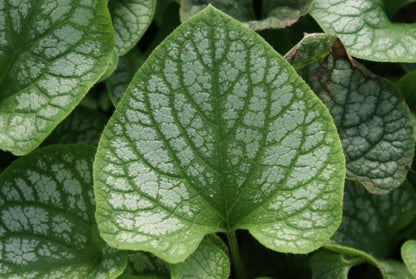  Kaukasische Vergeet-mij-niet (Brunnera Macrophylla 'Jack Frost')