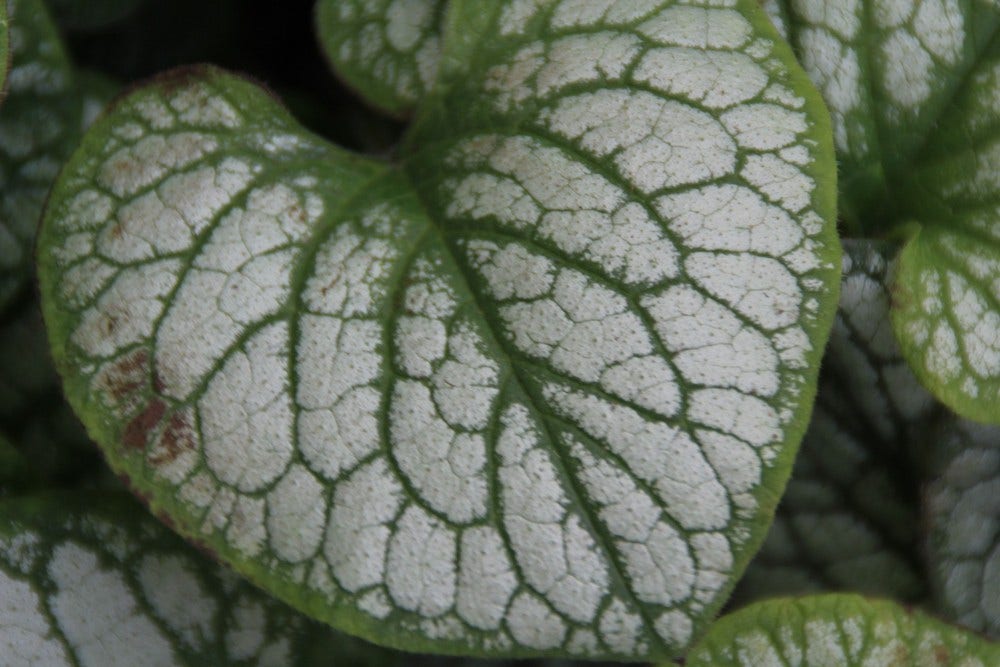  Kaukasische Vergeet-mij-niet (Brunnera Macrophylla 'Jack Frost')