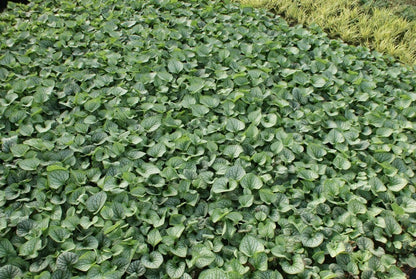  Kaukasische Vergeet-mij-niet (Brunnera Macrophylla 'Jack Frost')