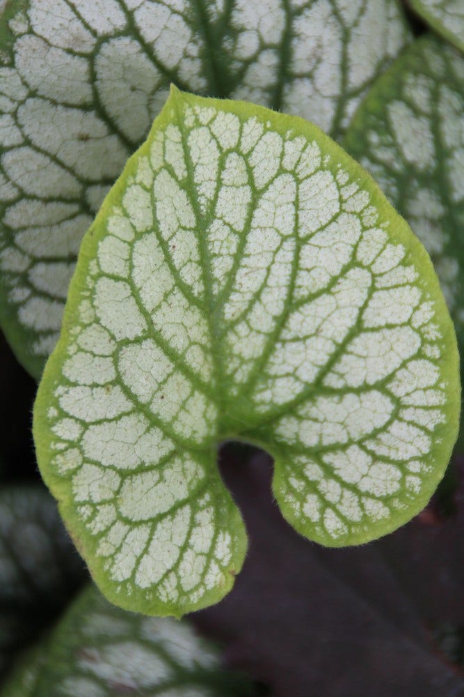  Kaukasische Vergeet-mij-niet (Brunnera Macrophylla 'Jack Frost')