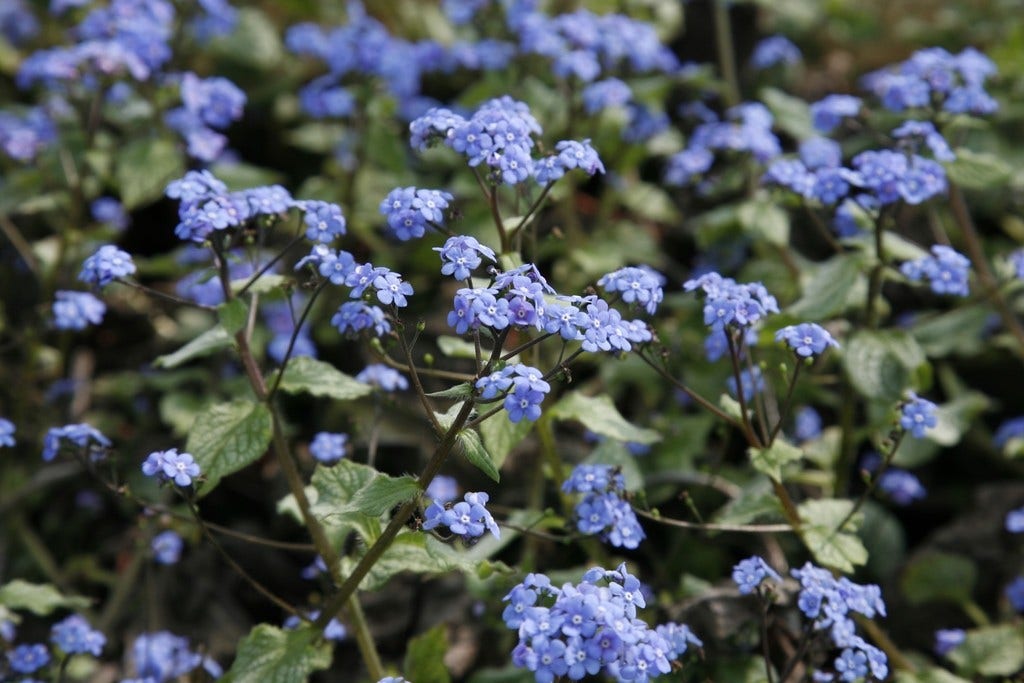  Kaukasische Vergeet-mij-niet (Brunnera Macrophylla 'Jack Frost')