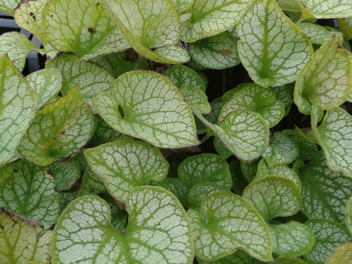 Kaukasische Vergeet-mij-niet (Brunnera Macrophylla 'Jack Frost')