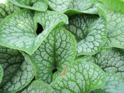  Kaukasische Vergeet-me-niet (Brunnera Macrophylla 'Sea Heart')