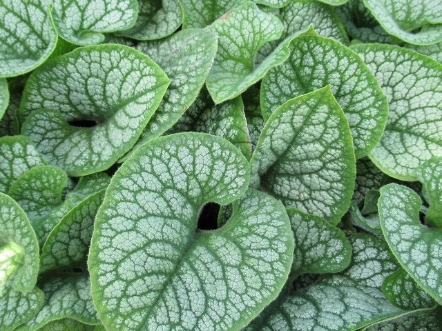  Kaukasische Vergeet-me-niet (Brunnera Macrophylla 'Sea Heart')