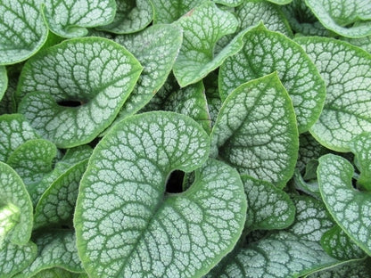  Kaukasische Vergeet-me-niet (Brunnera Macrophylla 'Sea Heart')