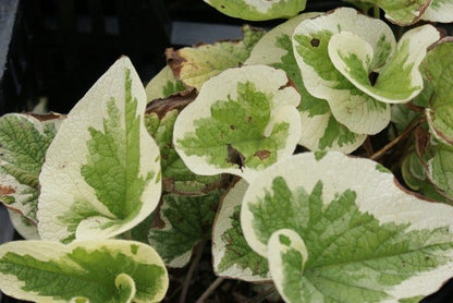  Kaukasische Vergeet-mij-niet (Brunnera Macrophylla 'Variegata')