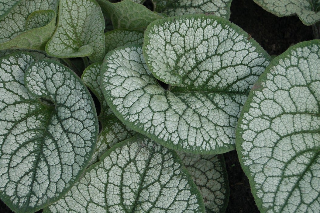  Kaukasische Vergeet-me-niet (Brunnera Macrophylla 'Sea Heart')