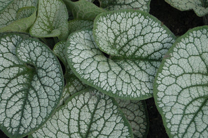  Kaukasische Vergeet-me-niet (Brunnera Macrophylla 'Sea Heart')
