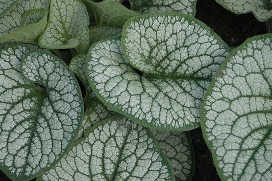  Kaukasische Vergeet-me-niet (Brunnera Macrophylla 'Sea Heart')