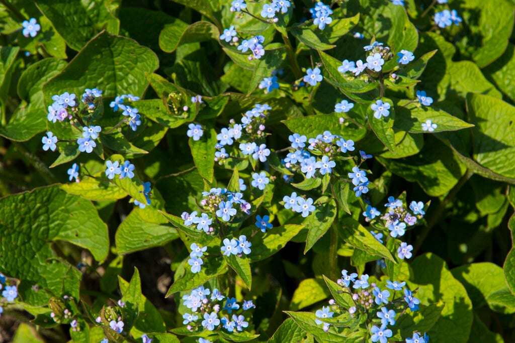  Siberisch Vergeet-mij-nietje (Brunnera Sibirica)