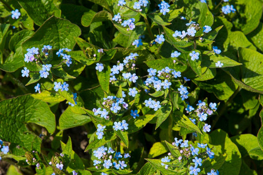  Siberisch Vergeet-mij-nietje (Brunnera Sibirica)