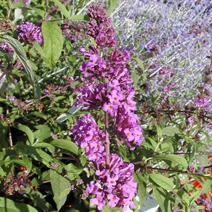  Vlinderstruik (Buddleja Davidii 'Border Beauty')