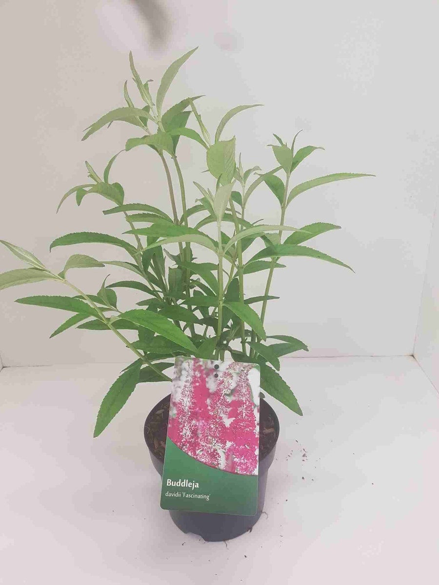  Vlinderstruik (Buddleja 'Fascinating')