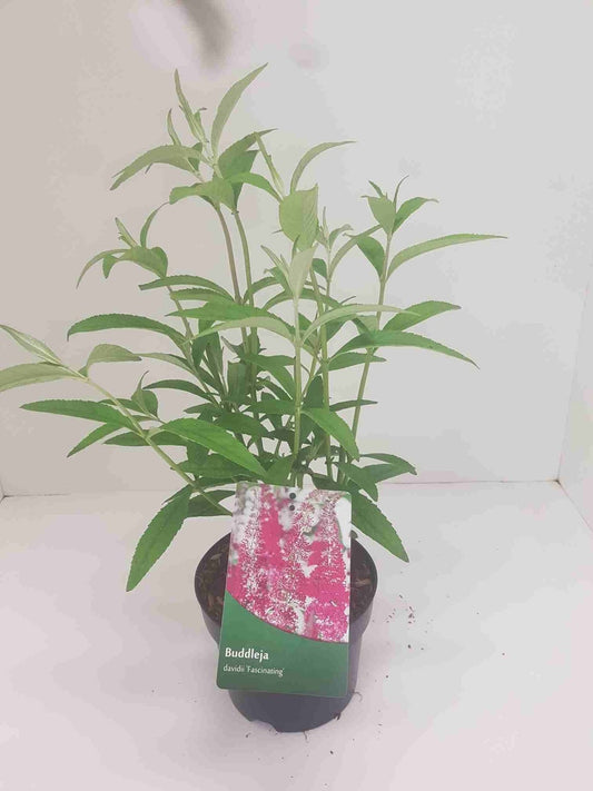  Vlinderstruik (Buddleja 'Fascinating')