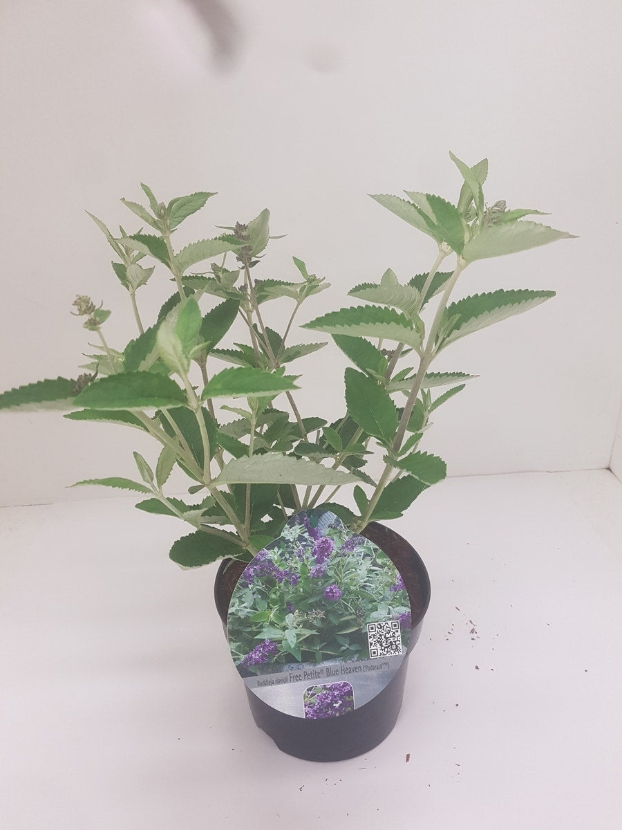  Vlinderstruik (Buddleja Free Petite 'Blue Heaven')