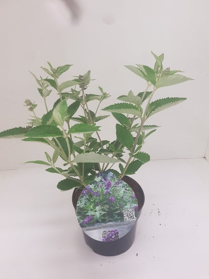  Vlinderstruik (Buddleja Free Petite 'Blue Heaven')