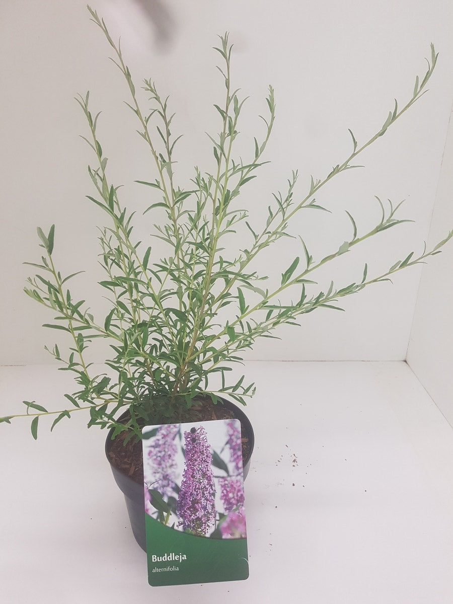  Vlinderstruik (Buddleja Alternifolia)