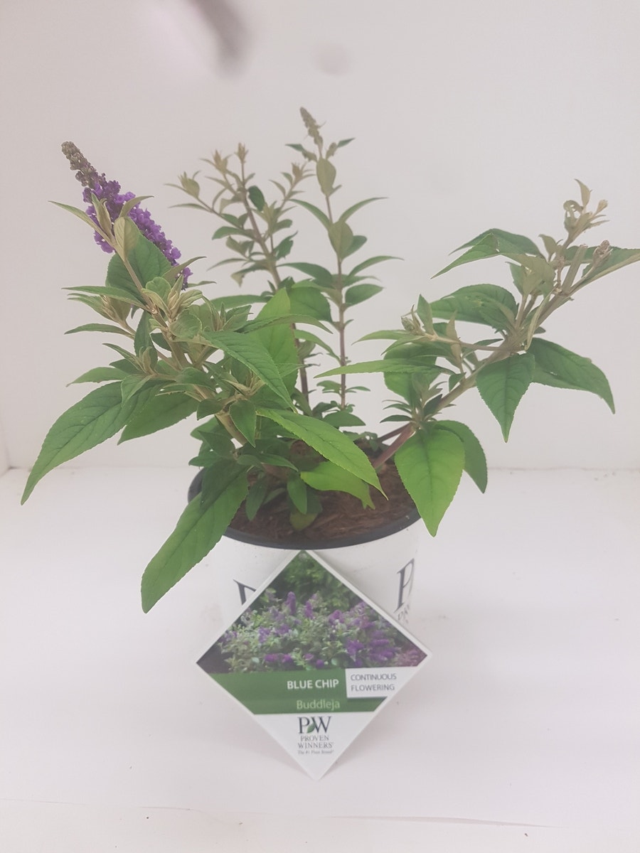  Vlinderstruik (Buddleja 'Blue Chip')