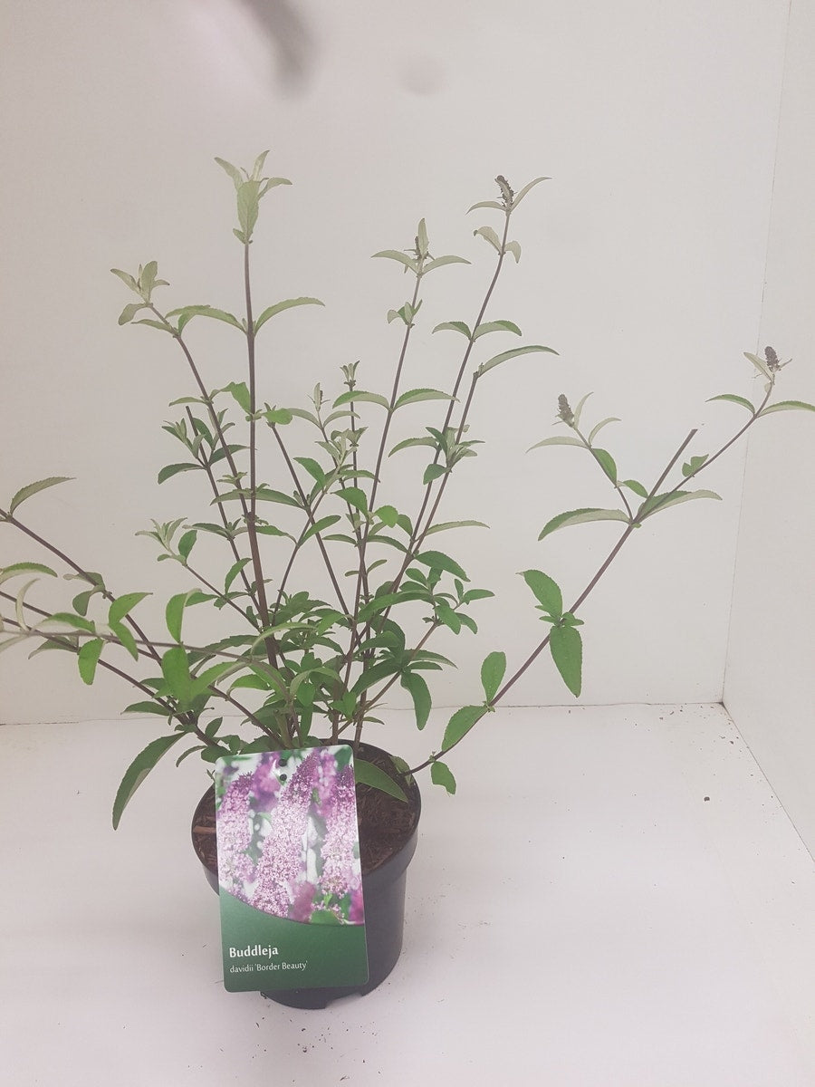 Vlinderstruik (Buddleja Davidii 'Border Beauty')