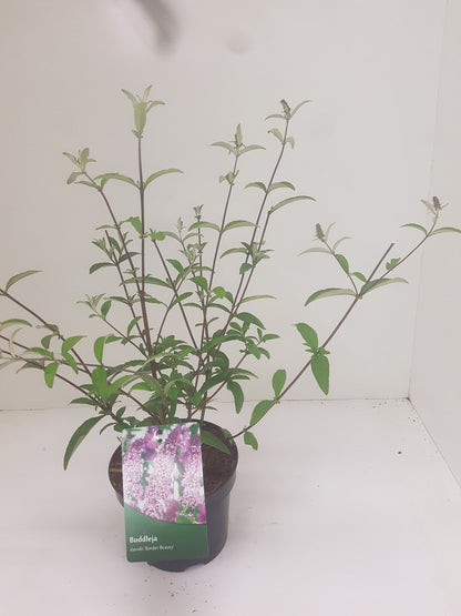  Vlinderstruik (Buddleja Davidii 'Border Beauty')