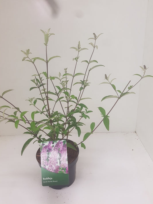  Vlinderstruik (Buddleja Davidii 'Border Beauty')