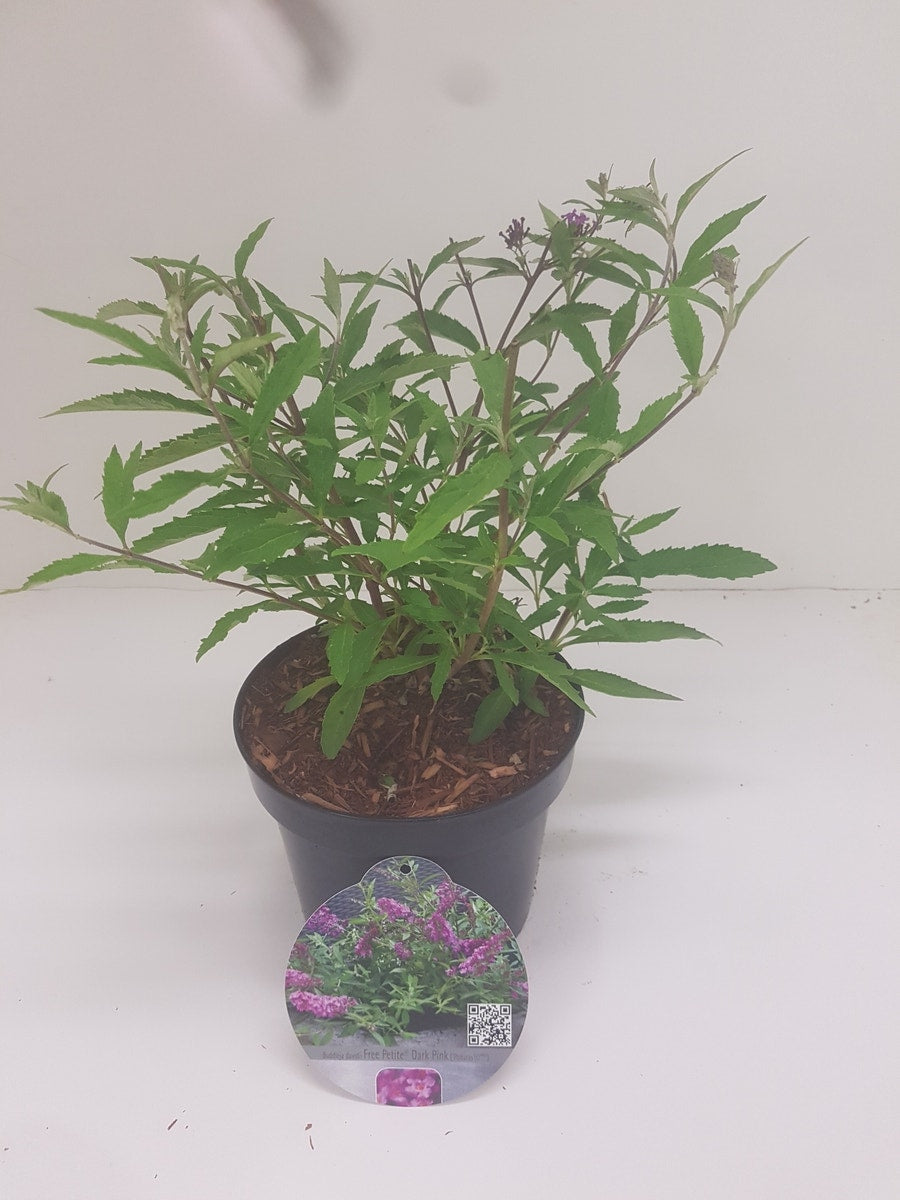  Vlinderstruik (Buddleja Davidii Free Petite® Dark Pink )