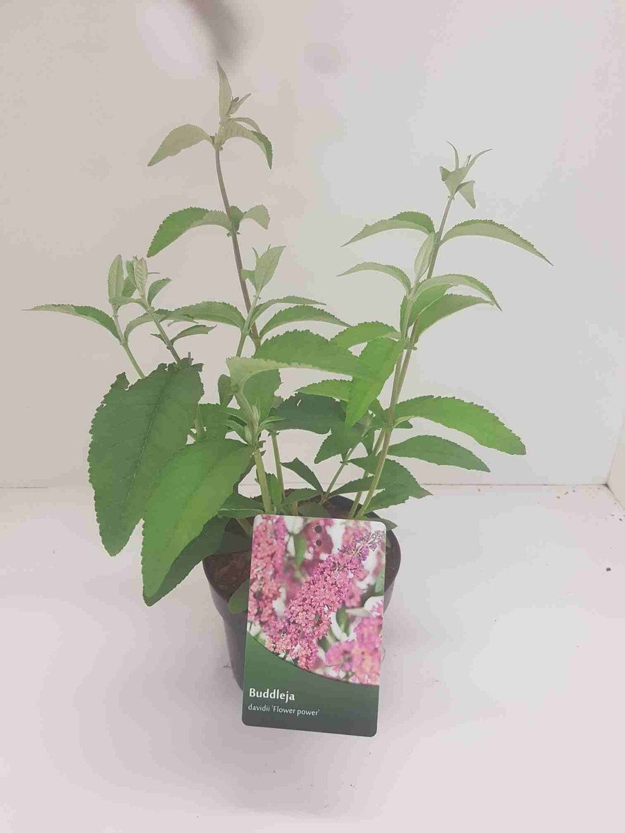  Vlinderstruik (Buddleja 'Flower Power')