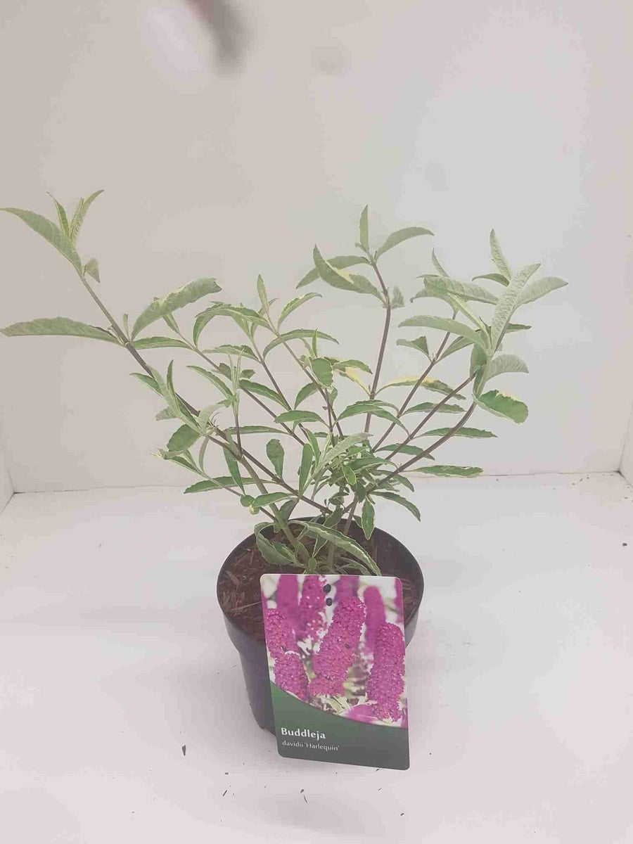  Vlinderstruik (Buddleja Davidii 'Harlequin')
