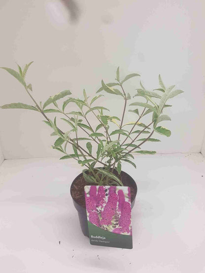  Vlinderstruik (Buddleja Davidii 'Harlequin')