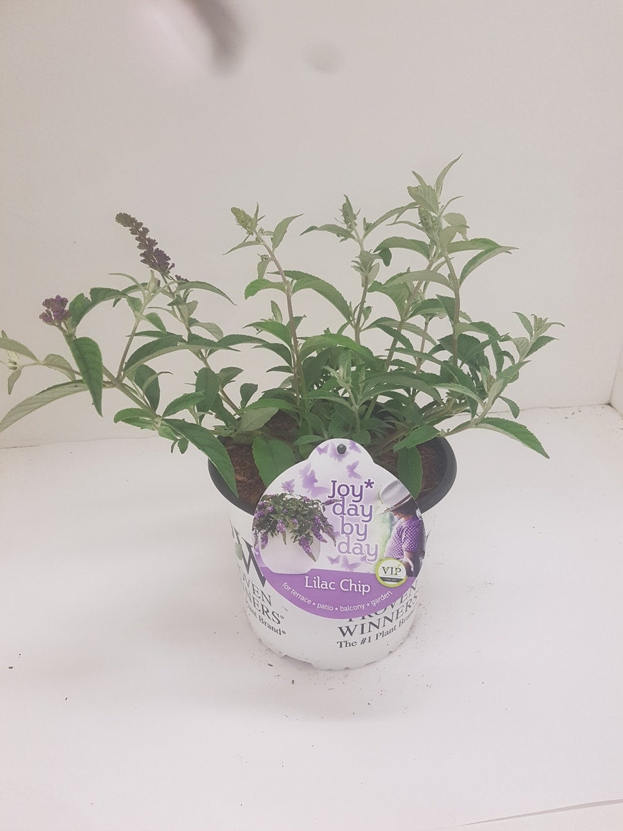  Vlinderstruik (Buddleja 'Lilac Chip')