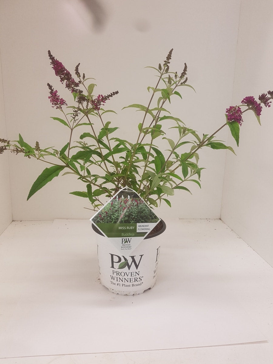 Vlinderstruik (Buddleja 'Miss Ruby')