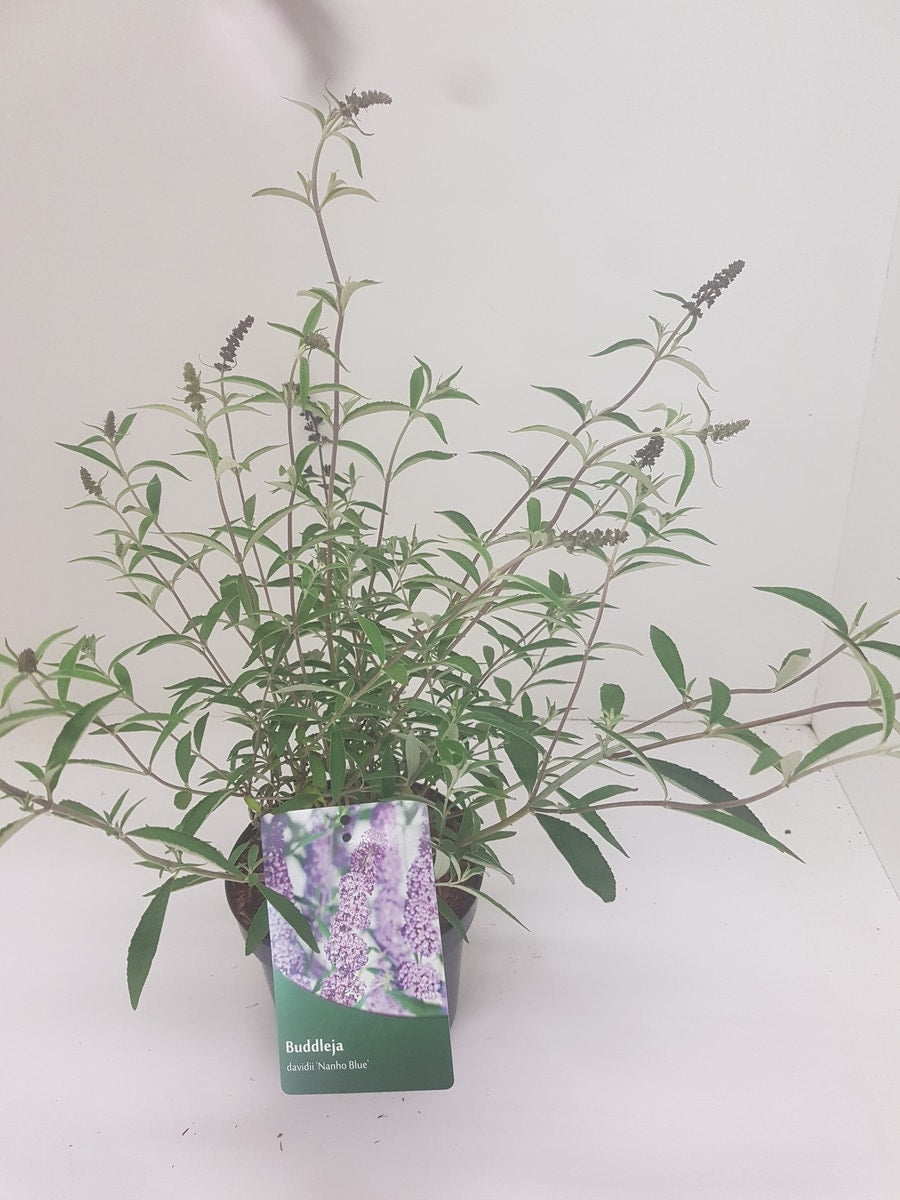  Vlinderstruik (Buddleja Davidii 'Nanho Blue')