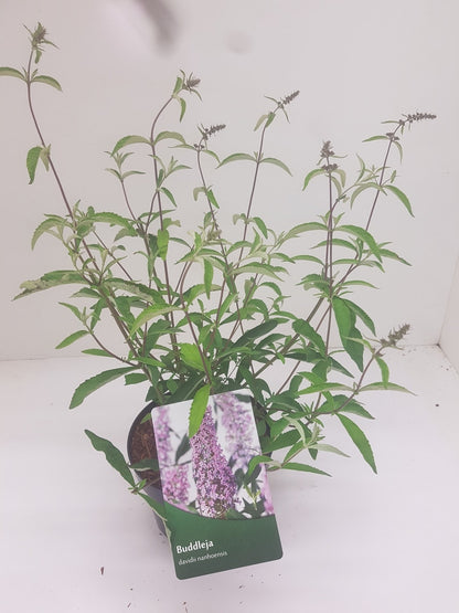  Vlinderstruik (Buddleja Davidii 'Nanhoensis')