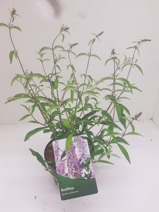  Vlinderstruik (Buddleja Davidii 'Nanhoensis')