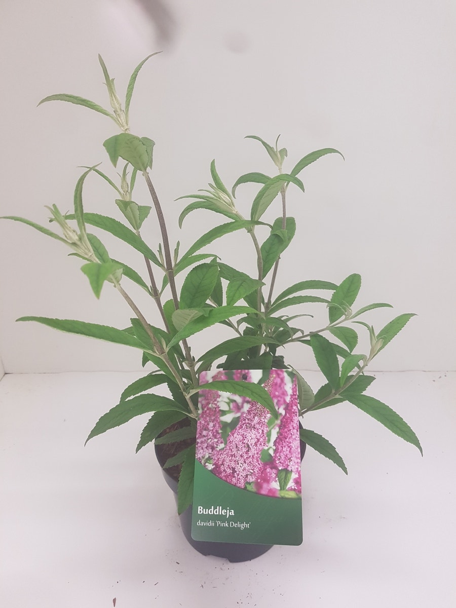  Vlinderstruik (Buddleja Davidii 'Pink Delight')