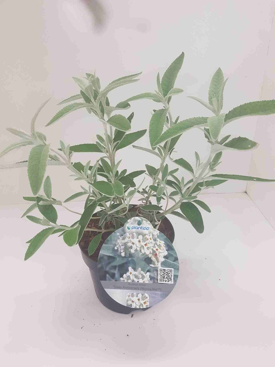  Vlinderstruik (Buddleja 'Silver Anniversary')