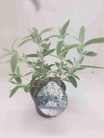  Vlinderstruik (Buddleja 'Silver Anniversary')