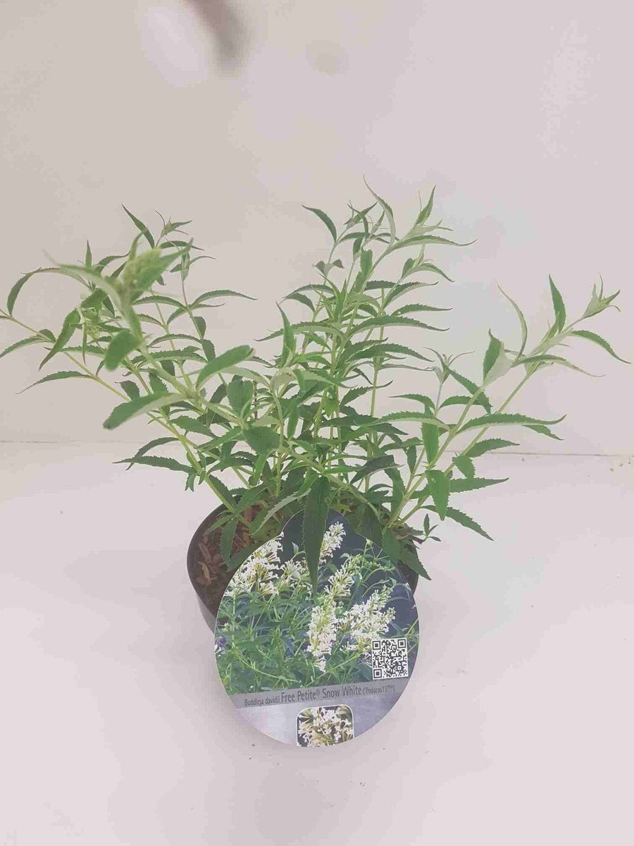  Vlinderstruik (Buddleja 'Free Petite® Snow White')