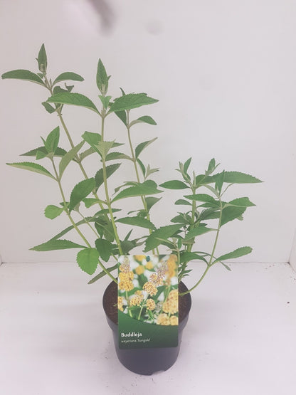  Vlinderstruik (Buddleja Weyeriana 'Sungold')