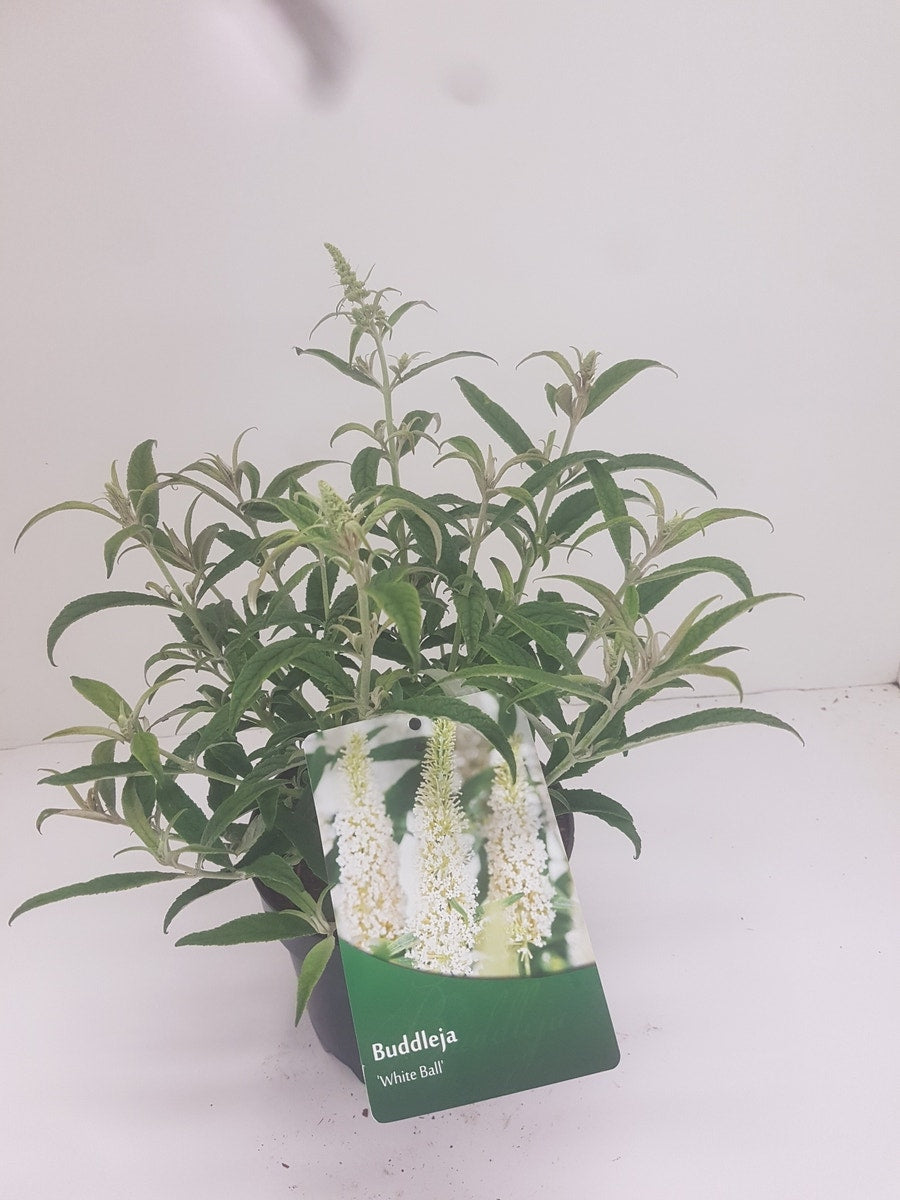 Vlinderstruik (Buddleja 'White Ball')